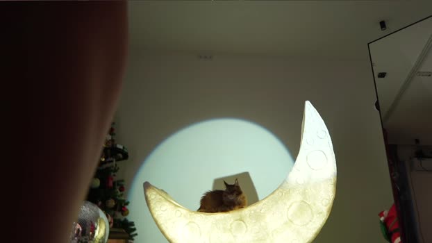 _meganmeow_ fuck Webcam SHOW @ Chaturbate 13-12-2024