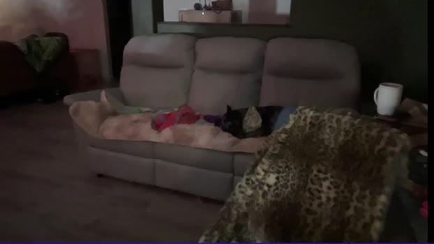 kaileeshy Download Webcam SHOW @ Chaturbate 31-01-2025