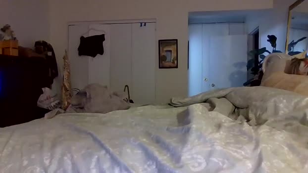 bigjoed233 ass Webcam SHOW @ Chaturbate 22-10-2025