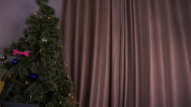 taitehambelton toy Webcam SHOW @ Chaturbate 27-12-2025