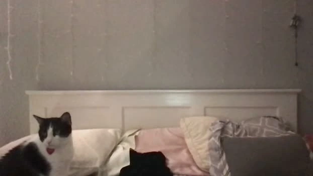 stelladams 08-06-2026 Porn yummy suck suckshow striptease